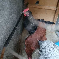 مرغ تخم گذار