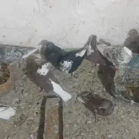 کفتر|پرنده|جلگه رخ, |دیوار