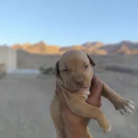 پیتبول