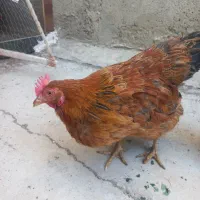 مرغ کردی و گلپایگانی