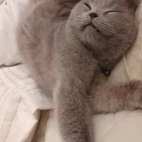گمشده