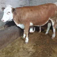 تلیسه سیمینتال