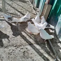 کود کبوتر محلیبرایه مزرعه سبز