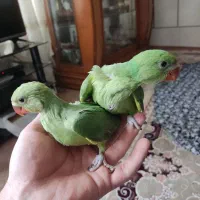 جوجه طوطی ملنگو