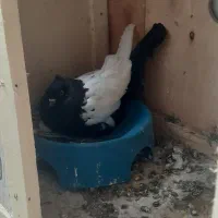 سینه سیاه