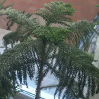 کاج مطبق یک متری