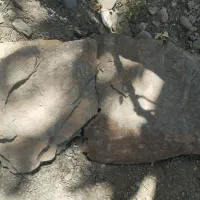 سنگ تمام فسیل