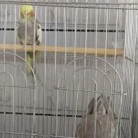 با سلام 2جفت عروس هلندی مولود