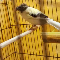 قناری گلاستر ماده