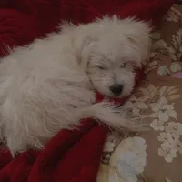 سگ شیتزو|سگ|قم, چهل درخت‎|دیوار