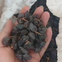 فروش مویز
