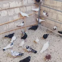 کفتر|پرنده|کهک, |دیوار