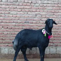 قورچ و بره نر از  قوچ