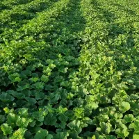 خربزه|خوردنی و آشامیدنی|زنجان, |دیوار