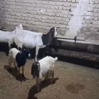 بز خارجی بزغاله دار