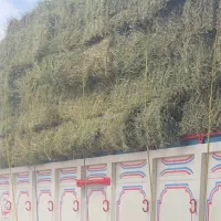 یونجه خشک کاه گندم جو