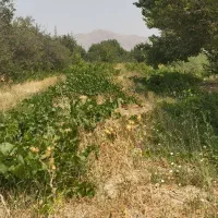 2-5-جیریب-باغ