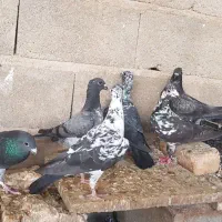 مرغ خروس گلین و کفتر بزک کشکی