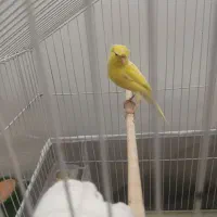 قناری نر۲عدد قناری ماده ۱عدد به رنگ لیمویی