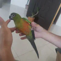 جوجه گرینچیک دستی طوطی خورشیدی