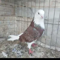 کبوتر نر قرمز انگلیسی چشم نوک سفید دماغ زده گم شده