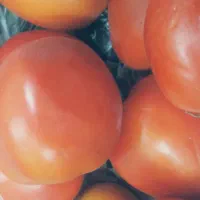 گوجه فرنگی خوراکی ( الرام )