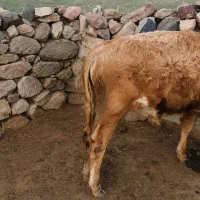 گوساله نر