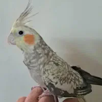 یک جفت عروس هلندی