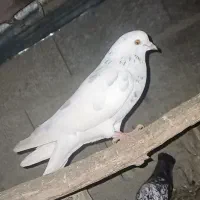 کفتر|پرنده|ماسال, |دیوار