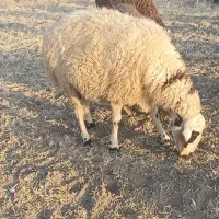سلام دو راس میش