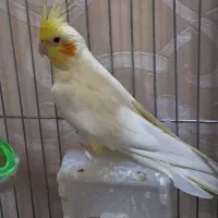 عروس هلندی ماده