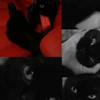 گربه نر بیریتیش مشکی آماده جفت گیری