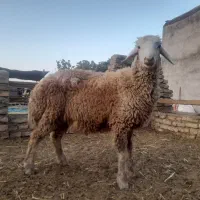 بره نر