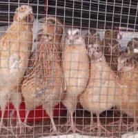 کشتارروزبلدرچین توضیحات پایبن