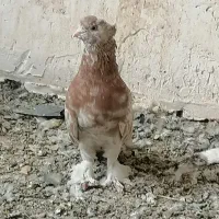 شازده هفت رنگ