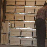 کندو زنبور  تولیدی