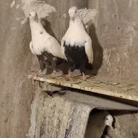 یه جفت دمبی جوان ماده قهوه ای نر سیاه هر دو قفل