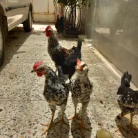 خروس