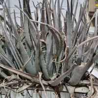 گیاه آلوئه ورا