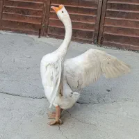 قوغاز لیندا گردن ماری