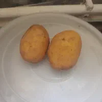 بذر سیب زمینی سوپر اسپیدی