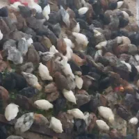 جوجه نژاد تخم گذار ۵۰روز