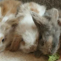 بچه خرگوش لوپ
