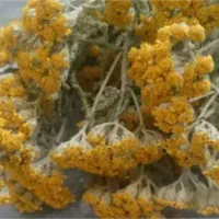 گل برنجاس