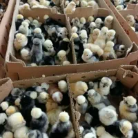 انواع جوجه مرغ