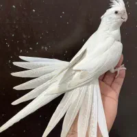 عروس هلندی ماده آلبینو گلگسیونی بالغ رام لوتینو