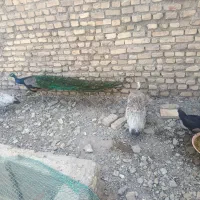 ماده طاووس