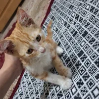 واگذاری گربه خونگی فوری رایگان
