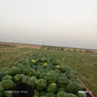 هندوانه .
