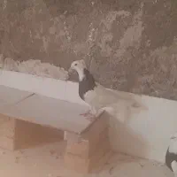 کبوتر|پرنده|کارون, |دیوار
